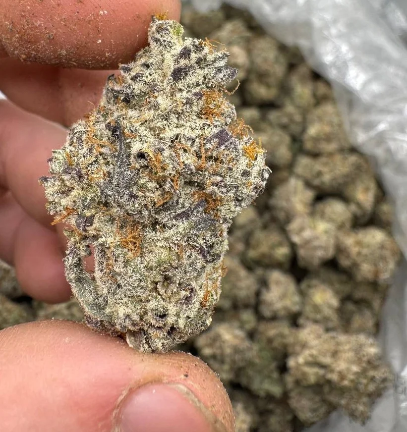 11.webp Buy Apple Fritter Strain Online - Image 1