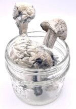Buy Albino Penis Envy Mushrooms(APE) in UK