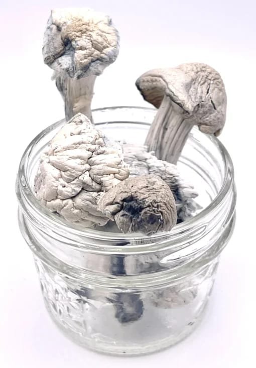 MAGIC-MUSHROOM-1.jpg Buy Albino Penis Envy Mushrooms(APE) in UK - Image 1