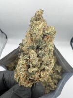 Buy Biscotti Strain