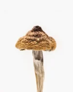 Buy B+ Magic Mushrooms online in uk - Image 2