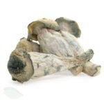 Buy Albino Penis Envy Mushrooms(APE) in UK - Image 2